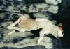 Beagle Foto: müüüüüde (ID 16837) Beagle Hund