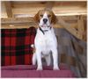Beagle Hund