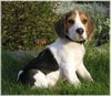 Beagle Foto: Barny (ID 39193) Beagle Hund