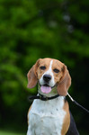 Beagle Hund