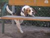 Beagle Foto: huch (ID 22282) Beagle Hund