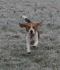 Beagle Foto: Achtung jetzt komm (ID 37573) Beagle Hund