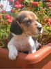Beagle Foto: Ich bin 4 Wochen alt und kann schon klettern (ID 13786) Beagle Hund
