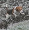 Beagle Foto: und hopp (ID 37572) Beagle Hund