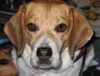 Beagle Foto: Unsere (ID 45276) Beagle Hund
