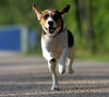 Beagle Foto: Betty beim Frühsport (ID 33696) Beagle Hund