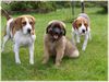 Beagle Foto: Sissy und Barny mit Leobaby Nele (ID 39190) Beagle Hund