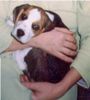 Beagle Foto: Boni aus Polen (ID 18685) Beagle Hund