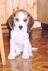 Beagle Foto: kleine Boni aus Polen (3 Monaten) (ID 18683) Beagle Hund