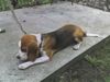 Beagle Foto: Boni (ID 20824) Beagle Hund