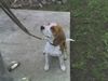 Beagle Foto: Meine liebe Boni sitzt ganz ruhig ;) (ID 21218) Beagle Hund