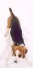 Beagle Foto: meine Boni (ID 20822) Beagle Hund