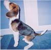 Beagle Foto: Boni aus Polen (ID 18705) Beagle Hund