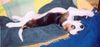 Beagle Foto: meine kleine Boni (ID 18684) Beagle Hund