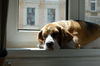 Beagle Foto: Jasper (ID 36624) Beagle Hund