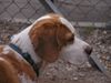 Beagle Foto: Charly (ID 22283) Beagle Hund
