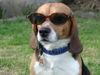Beagle Foto: Cool (ID 35076) Beagle Hund