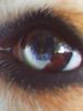 Beagle Foto: Meine Coffin hat zur Hälfte blaue Augen! Ist aber reinrassig!!! (ID 10918) Beagle Hund