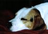 Beagle Foto: nur am pennen (ID 16839) Beagle Hund