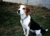 Beagle Foto: portrait (ID 16840) Beagle Hund