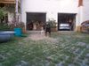 Beagle Foto: Beagle mit Personenschutz (ID 19000) Beagle Hund