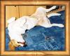 Beagle Foto: Ich bin ja sooo müde !!! (ID 17122) Beagle Hund