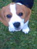 Beagle Foto: Xena (ID 24340) Beagle Hund