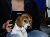 Beagle Foto: Das ist Gismo mein süsser als Welpe (ID 19759) Beagle Hund