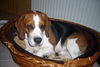 Beagle Hund