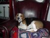 Beagle Foto: Jeany : \ (ID 12144) Beagle Hund