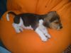 Beagle Foto: ICH hab heut den besten Platz. (ID 14355) Beagle Hund
