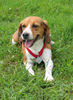 Beagle Foto: Lena (ID 31555) Beagle Hund