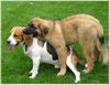 Beagle Foto: Barny mit Leobaby Nele (ID 39191) Beagle Hund