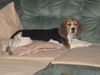 Beagle Foto: Unsere Zoe mit 5 Monaten (ID 34886) Beagle Hund