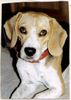 Beagle Foto: Charlotte die Wilde! 3 Jahre (ID 14807) Beagle Hund