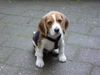 Beagle Foto: Lucky - 10 Wochen (ID 12063) Beagle Hund