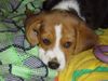 Beagle Foto: Lucky - 10 Wochen (ID 12064) Beagle Hund