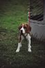 Beagle Foto: Hello, these is Mia from Israel with love for all of you. (ID 11159) Beagle Hund