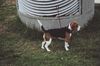 Beagle Foto: Mia (ID 11160) Beagle Hund