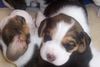 Beagle Foto: kuscheln mit meiner Schwester- Anny und Avery (ID 32925) Beagle Hund