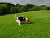 Beagle Foto: Snoopy (ID 10916) Beagle Hund