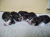 Beagle Foto: of the Jolly Kids (ID 36792) Beagle Hund