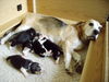Beagle Foto: of the Jolly Kids (ID 36793) Beagle Hund