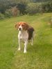 Beagle Foto: Ich bin grade Mama geworden (ID 13899) Beagle Hund