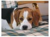 Beagle Foto: Pia (ID 25084) Beagle Hund