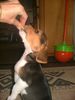 Beagle Foto: HUUUUNGEEER !!! (ID 14354) Beagle Hund