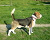 Beagle Foto (ID 39013) Beagle Hund