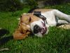 Beagle Foto (ID 38309) Beagle Hund