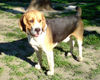 Beagle Foto (ID 38397) Beagle Hund