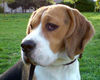 Beagle Foto (ID 39012) Beagle Hund
